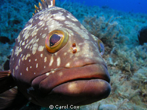 This grouper would not leave me alone.  During the entire... by Carol Cox 
